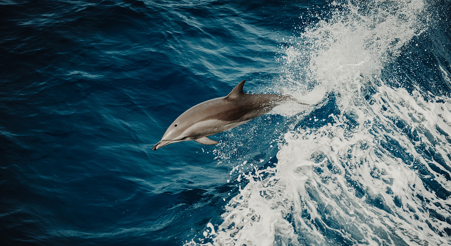 Dolphins in Kornati National Park